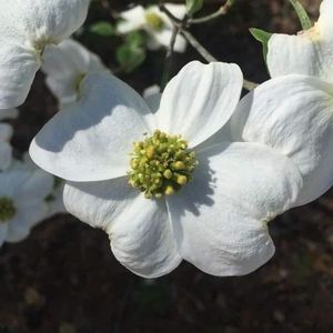 Meet your Posher, Rita jean